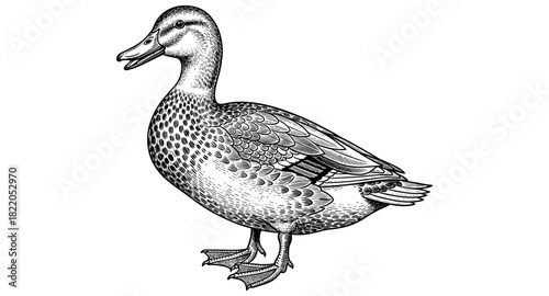Intricate black and white duck detailed drawing on white background