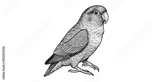 Detailed parrot design in vintage engraving style