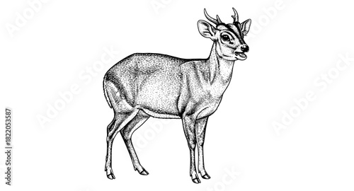 Intricate deer sketch: detailed black and white animal art for nature-themed projects