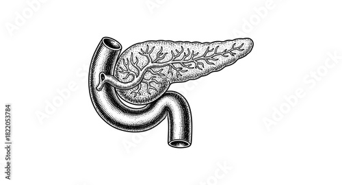 Detailed black and white engraving of human pancreas and duodenum anatomy