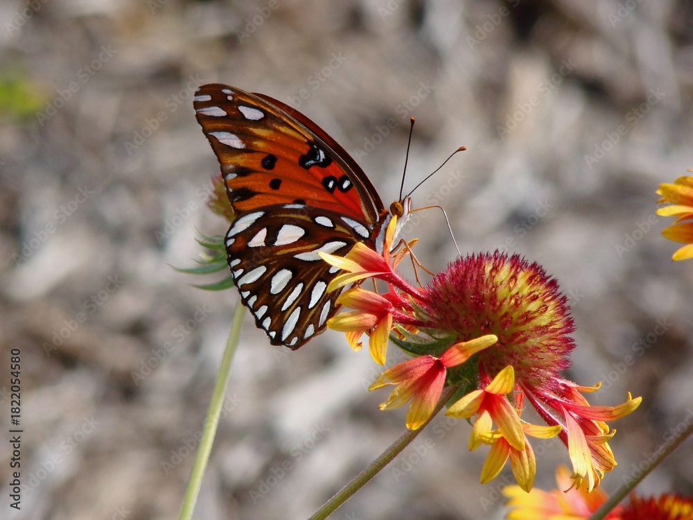 Obraz premium gulf fritilary butterfly on firewheel flower natural