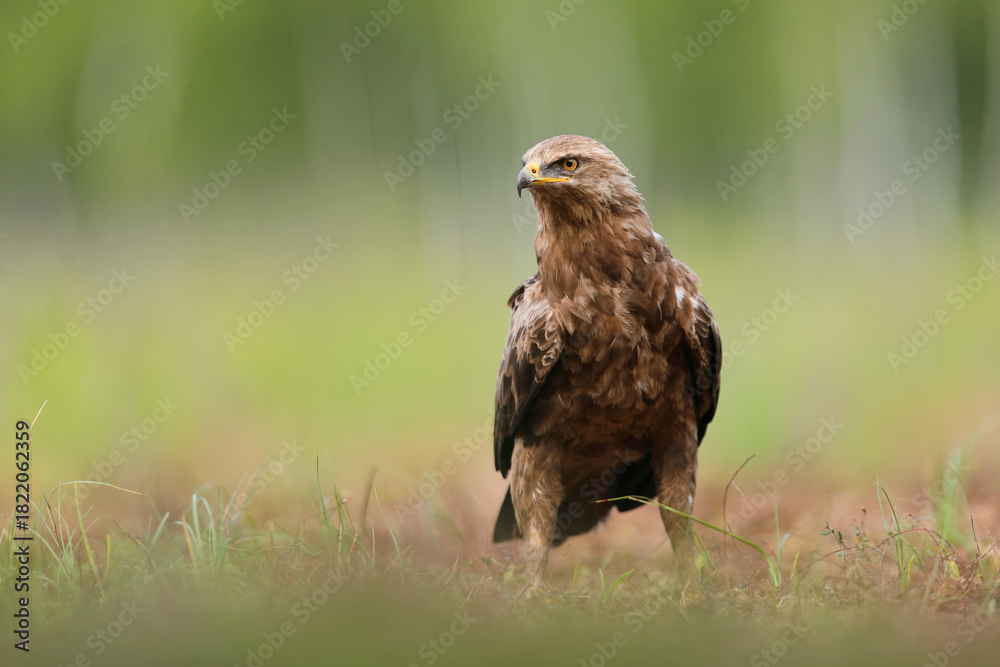 Fototapeta premium Orlik krzykliwy (Clanga pomarina)