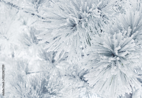 Snow-covered pine twigs
