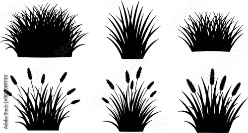 Vector set of six various grass and reed silhouettes in different shapes and sizes for nature design elements