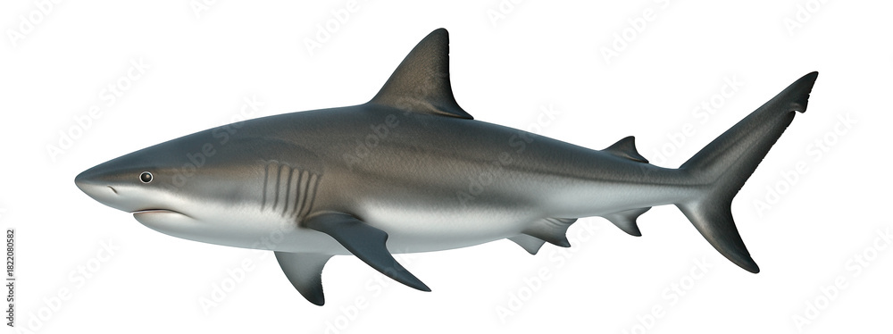 Fototapeta premium Streamlined grey shark with a white underbelly, viewed from the side.