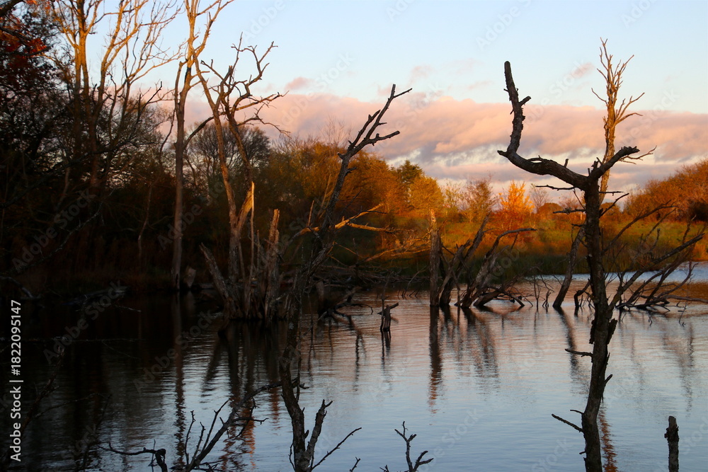 Obraz premium Dead trees in the lake at sunset and a blue sky