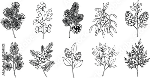 Winter botanical foliage set featuring pine branches, holly berries, mistletoe, cones, and seasonal greenery in hand-drawn style