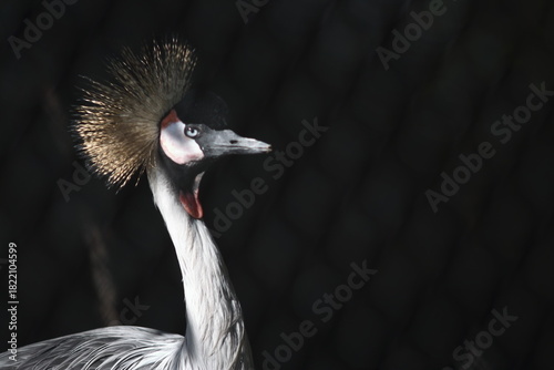 portrait of a crowned crane on a dark background