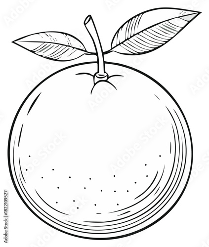 Line Art Orange with Leaves and Stem Hand Drawn Sketch of Citrus Fruit