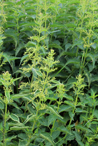 Dioecious nettle (Urtica dioica) grows in nature