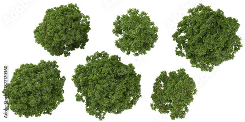 Collection of Fraxinus trees on transparent background from the top view