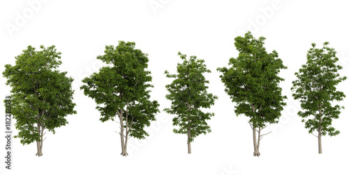 Collection of Michelia trees on transparent background