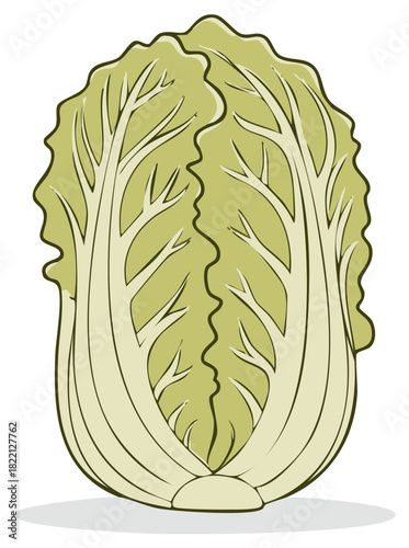 Fresh Napa Cabbage Section with Visible Ribs and Leaf Veins
