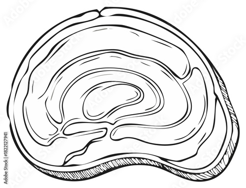 Illustration of a cross-section of a meat cut, showing details of meat grain and texture.