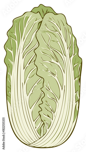 Whole fresh Napa cabbage vector illustration for healthy cooking and culinary ingredients