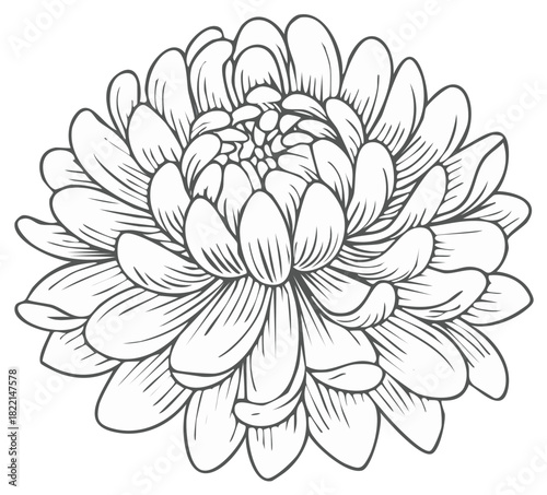 Detailed Line Art of a Blooming Chrysanthemum Flower with Many Petals
