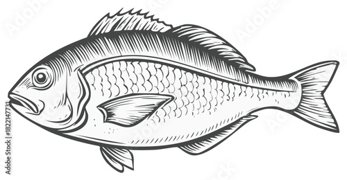 Detailed Line Art Illustration of Sea Bream with Scales and Fins