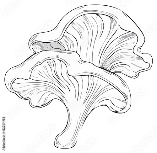 Detailed black and white line art illustration of two oyster mushrooms