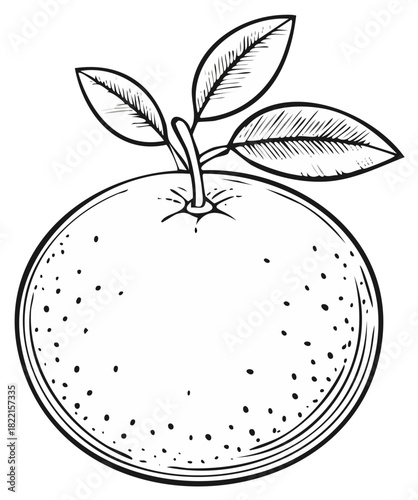 Orange fruit illustration with stem and leaves, outline, citrus