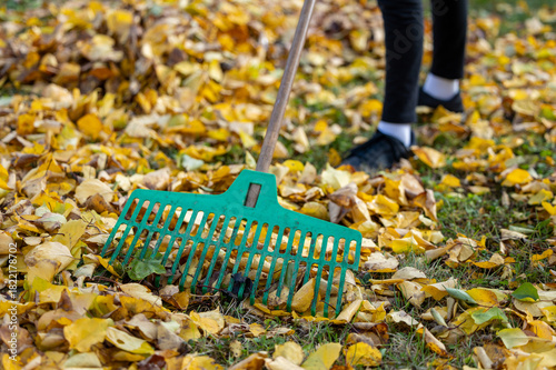 Young person raking fallen autumn leaves outdoor