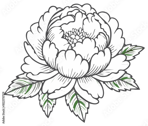 Elegant peony flower line art illustration with green leaves hand drawn sketch design