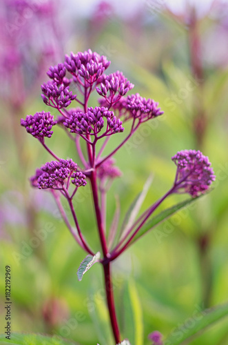 Purple joe pye weed inflorescence in summer meadow.