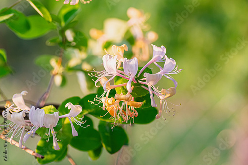 honeysuckle lonicera caprifolium blossom fragrant flower vine garden