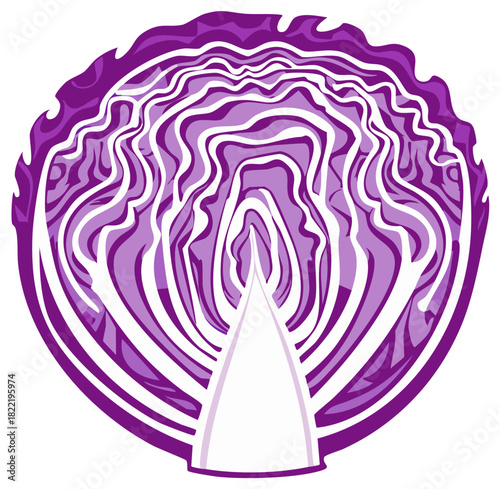 Vibrant purple red cabbage cross-section vector illustration showing internal layers and organic pattern