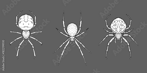 Hand-drawn spiders in detailed ink style on dark background, entomology concept.