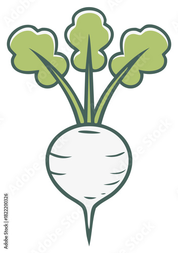 Fresh green radish vegetable with healthy leaves, simple organic garden food ingredient illustration