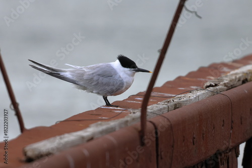 sandwich tern