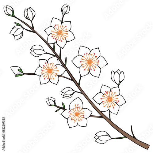 Delicate blooming cherry blossom branch with white petals and orange centers in springtime