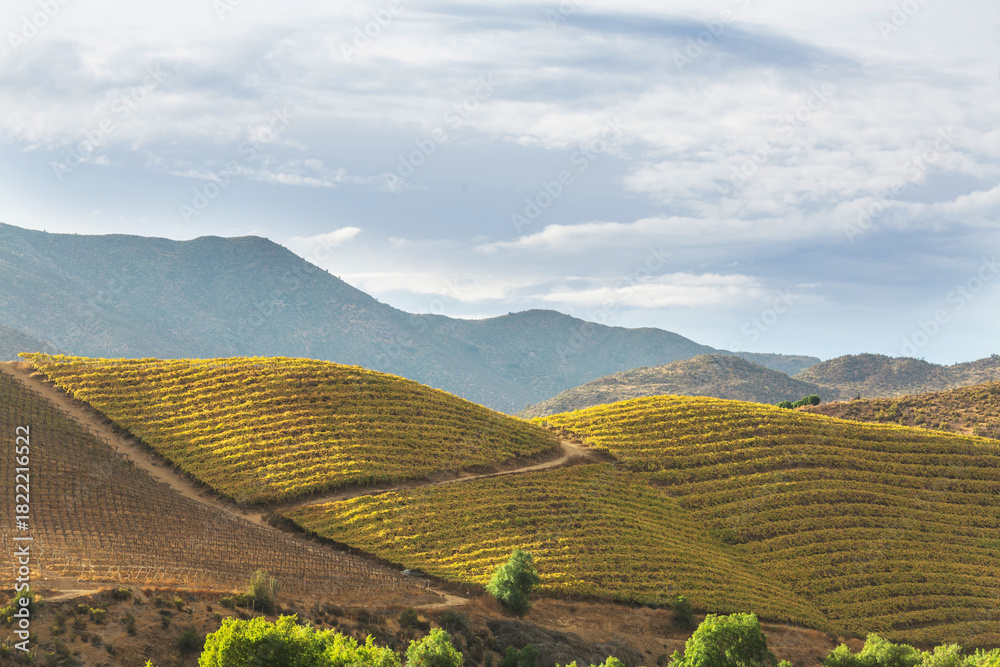 Naklejka premium Rural landscapes in Chile