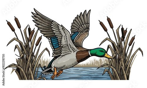 Flying Mallard Duck Vector Illustration in Wetland with Cattails