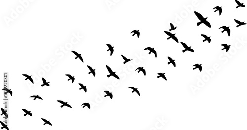 Flock of Birds Silhouette. Clipart image vector birds
