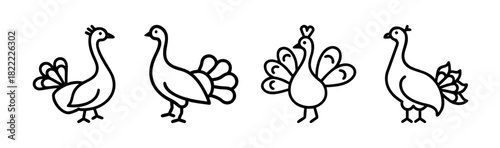 Elegant peacock vector illustration majestic bird art scalable graphic