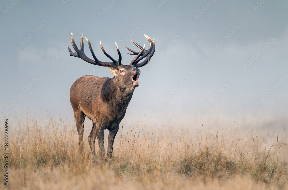 Obraz premium Deer male buck ( Cervus elaphus ) during rut