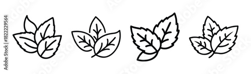 Fresh mint leaves vector illustration scalable icon for design
