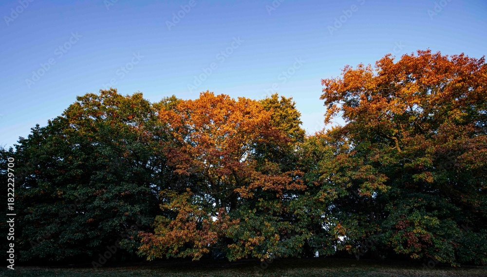 Fototapeta premium English Autumn