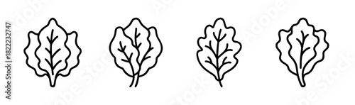 Vector red leaf lettuce illustration for healthy food and salad graphics