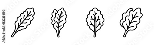 Fresh swiss chard leaf vector illustration for healthy eating designs