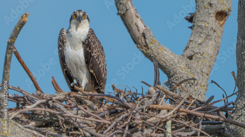 Osprey perched in tree, West Florida. 