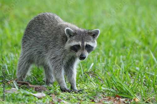 Raccoon Running Through Field in Morning Light, Central Florida.