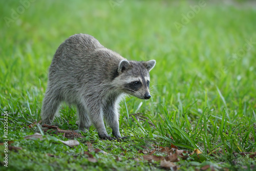 Raccoon Foraging in Morning Light, Central Florida