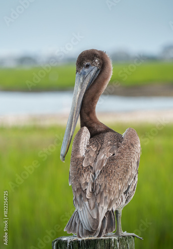 Brown Pelican Perched by Dock, South Carolina, Summer. 