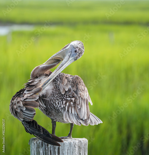 Brown Pelican Perched by Dock, South Carolina, Summer. 
