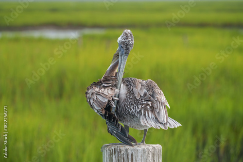 Brown Pelican Perched by Dock, South Carolina, Summer. 