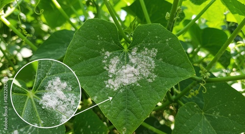 Powdery Mildew on a Leaf fungal disease plant disease green fungus garden agriculture horticulture infection illness pathogen spores