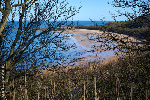 Seacliff Beach with pale sand and calm sea. Bare branches frame the tranquil coastal scene in East Lothian.