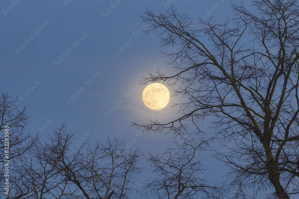 Naklejka premium Full moon in the sky above bare trees in winter